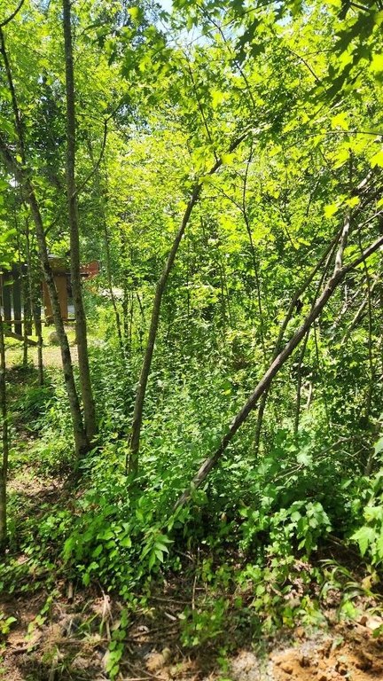 Picture 5
