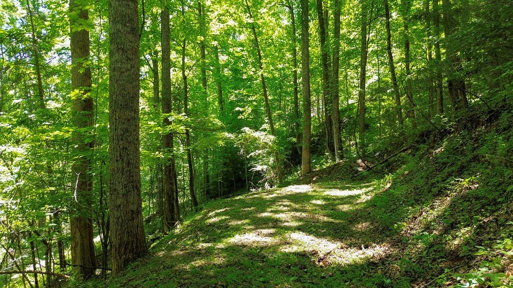 Picture 8