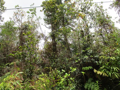 Hawaiian Farmland Lot with Native Trees