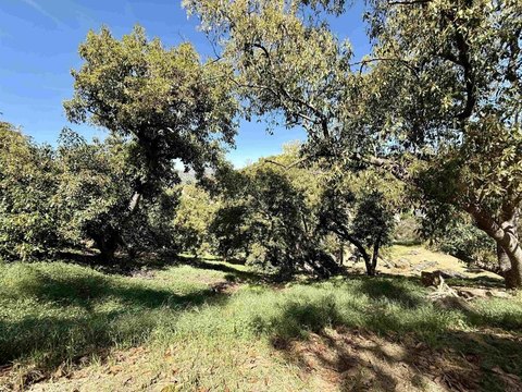 Organic Avocado Farm in Escondido