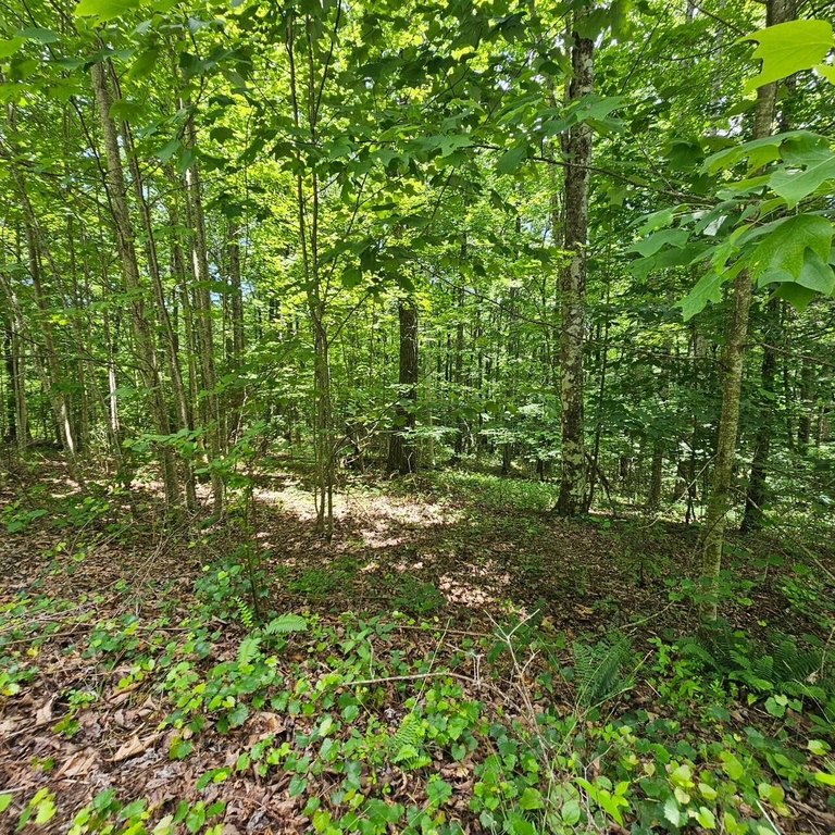 Picture 8