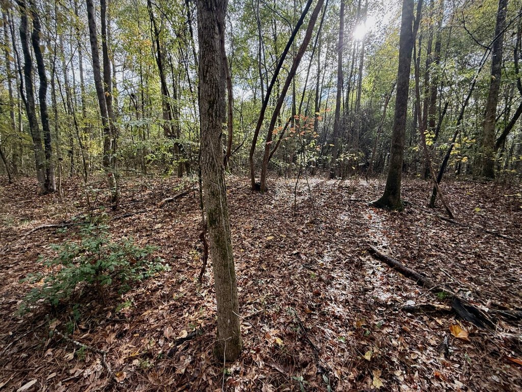Picture 8