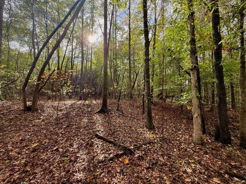 Recreation Land with Build Potential