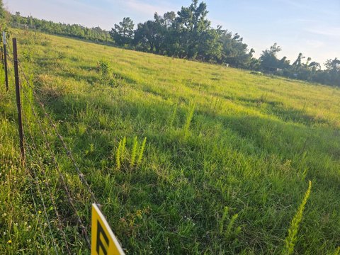 Vacant Land - Epps, LA