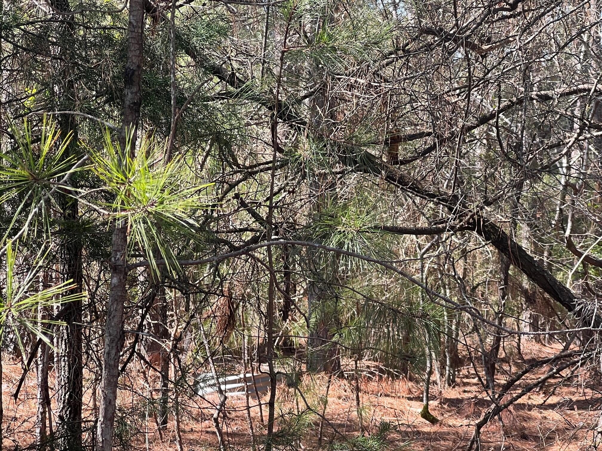 Residential Lot in Savannah Lakes