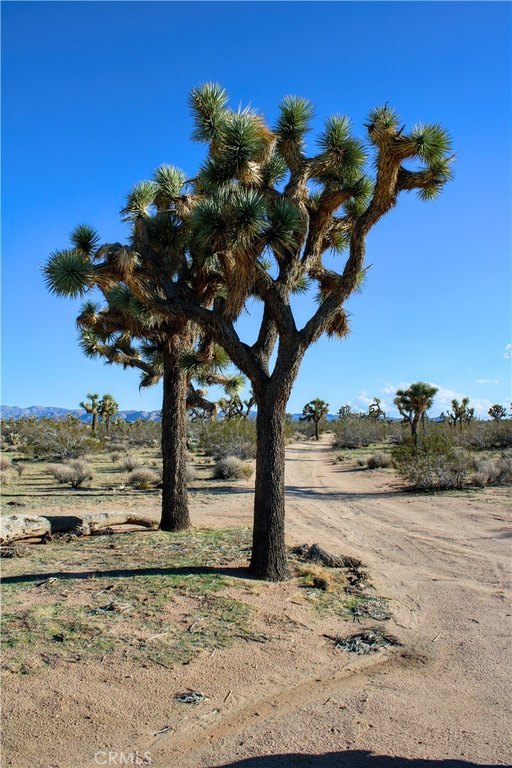 Picture 15