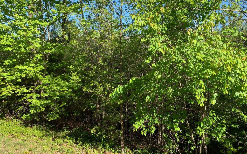 Picture 18