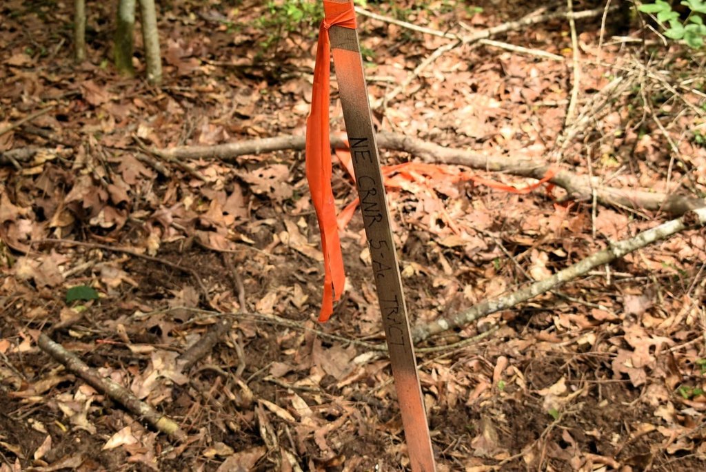 Picture 31