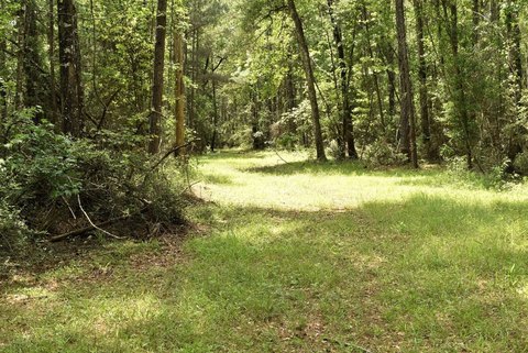 Wooded Hunting and Homesite Tract