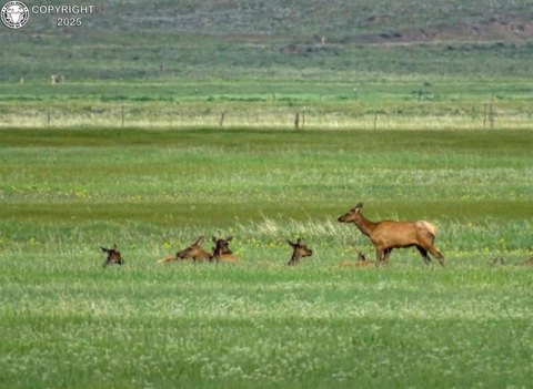 160 Acres in Wet Mountain Valley