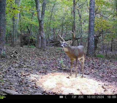 LAND - Ash Flat, AR