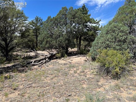 Secluded Treed Lot in Cotopaxi