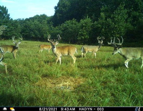 Hunting Land with Lodge in Jay
