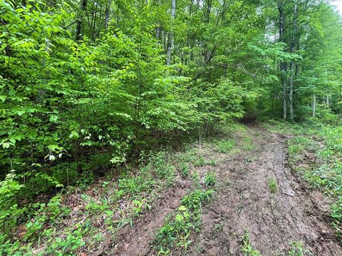 Wooded Lot in Franklin, NC