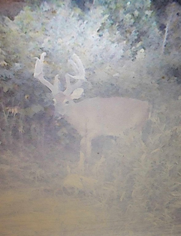 Picture 45