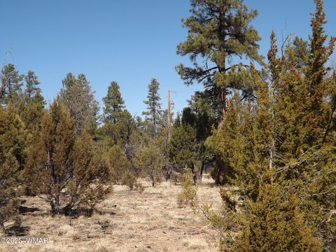 Overgaard, AZ Land For Sale