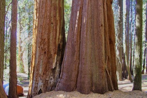 Land with Giant Sequoia Trees