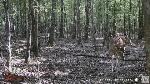 Hunting Land with Hardwood Timber