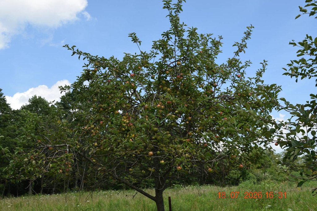 Picture 39