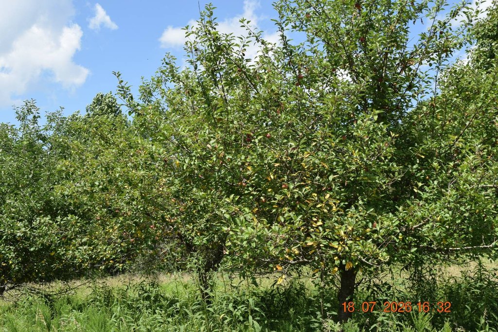 Picture 40
