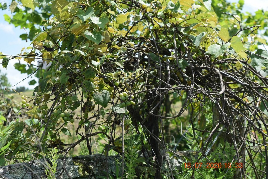 Picture 42