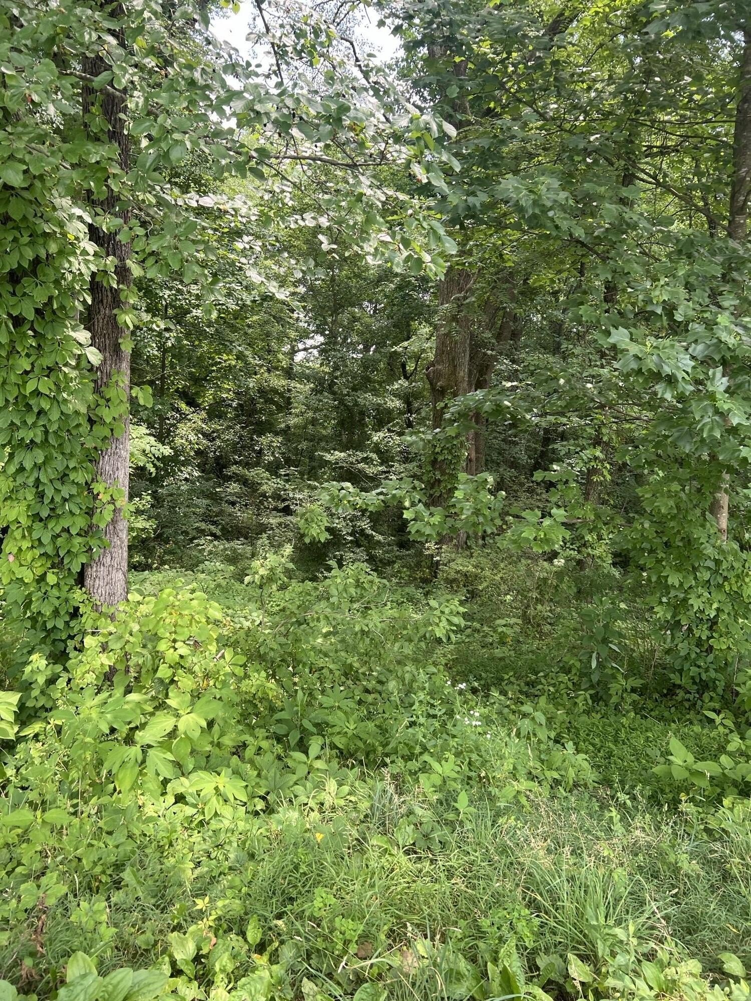Land For Sale, Corbin, KY
