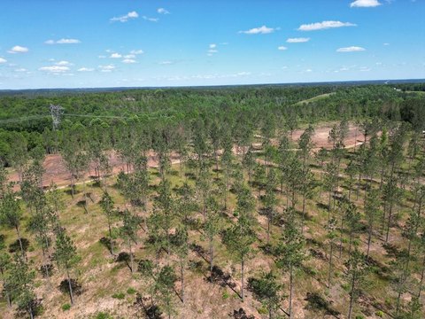 Cleared Land Near Troy, Alabama
