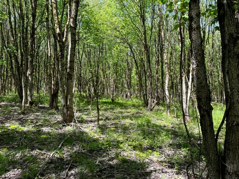 Wooded Recreational Hunting Land