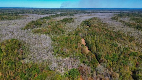 Timber and Hunting Land