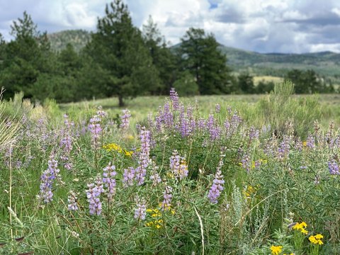 Westcliffe Land with Mountain Views