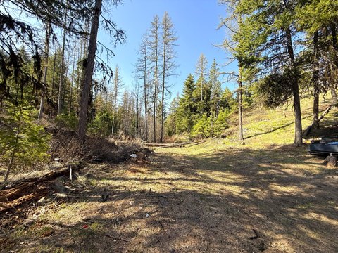 Timbered Hunting Land with Creek