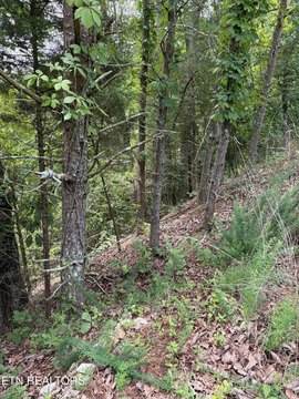 Waterfront Wooded Land Lot