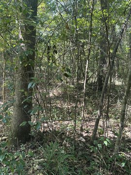 Wooded Lot on Bouie River