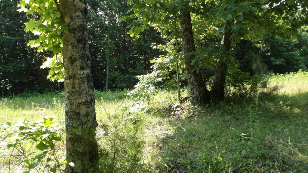 Picture 33