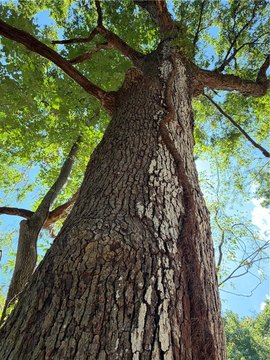 Land, Summers, AR