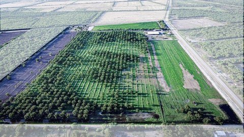 10-Acre Organic Pecan Orchard