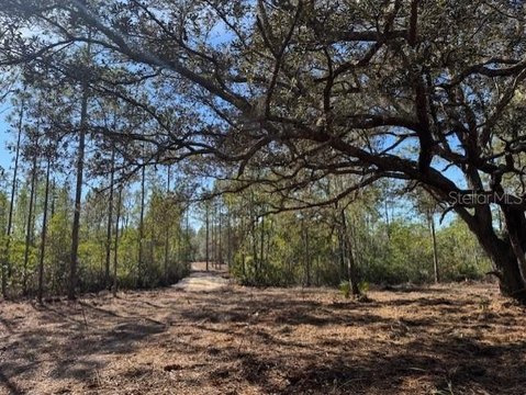 Hunting Land with Mature Oaks