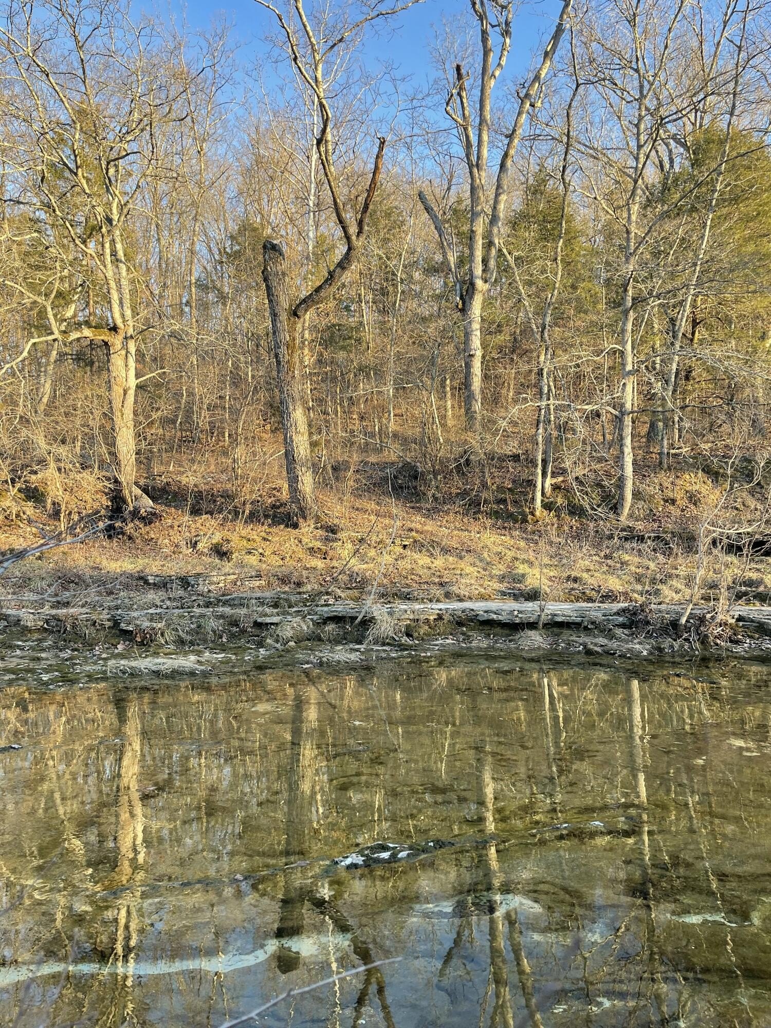 Wooded Land For Sale