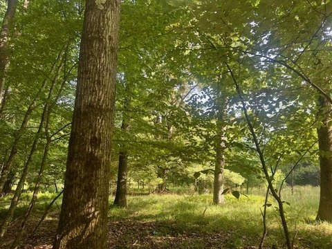 Wooded Acreage Near National Forest