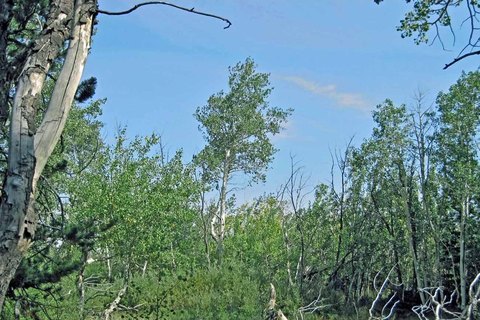 Recreation Land with Seasonal Creek