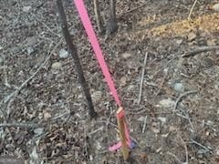 Pike County Homestead Land