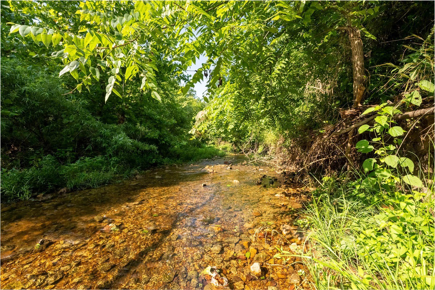 Mammoth Spring Land with Creek