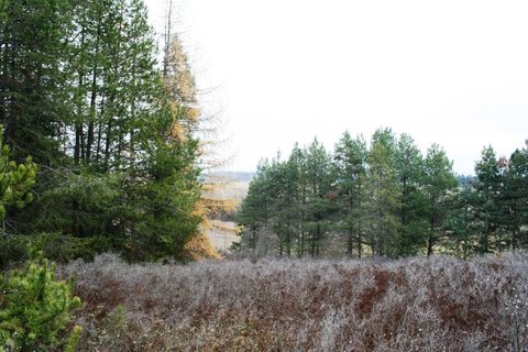 Treed 10-Acre Parcel