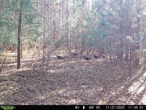 LAND, Laurens, SC