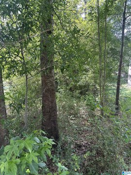 LAND - SYLACAUGA, AL