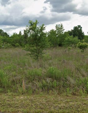 Land, OCALA, FL
