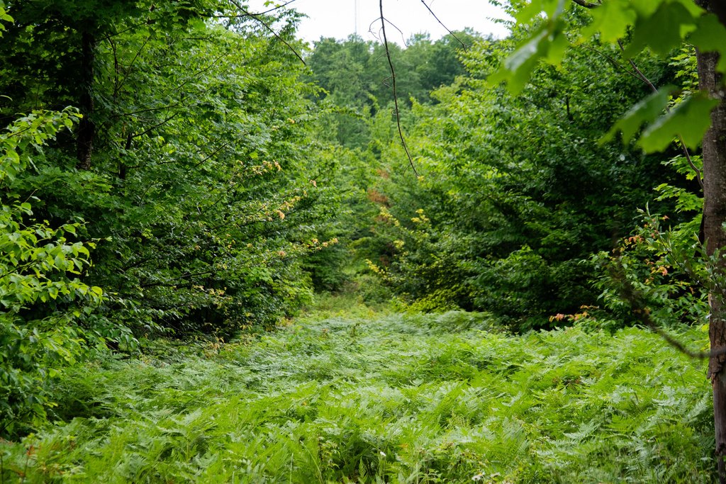 Picture 5
