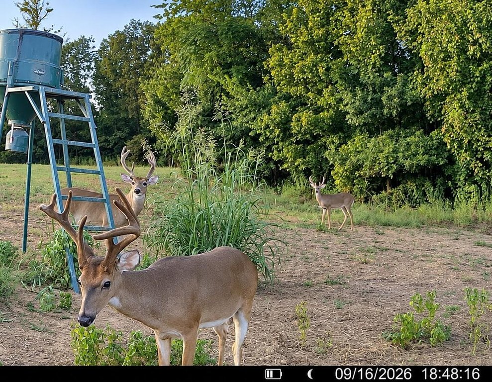 Picture 4