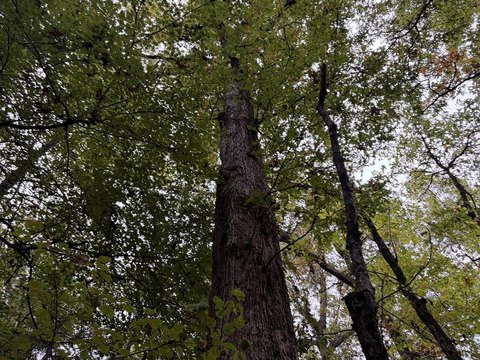 Timberland and Wildlife Habitat