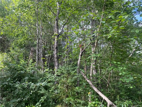 Sawyer County Forestland on Delap Lane